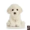 Knuffel Hond Labradoodle Puppy